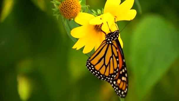 Un papillon monarque ramasse la nectorine d'une fleur jaune — Video