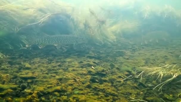 Северный Пайк, купающийся в водных сорняках — стоковое видео