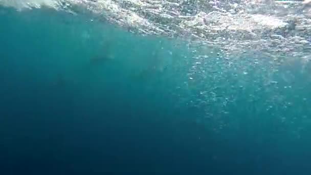 A pod of dolphins swimming alongside a boat — Stock Video