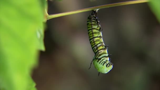 A time-lapse of a fith instar caterpillar changing to a chrysalis — Stockvideo