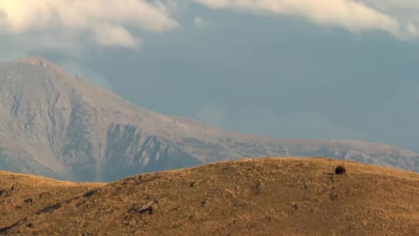Бізон американських бізонів, що пасуться на схилі прерії. — стокове відео