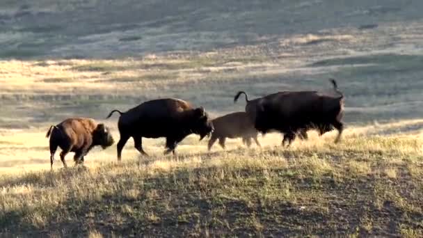 American plain bison jumping — Stock video