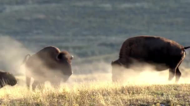 Bisonte llano americano empeñando polvo en tierra de pradera — Vídeo de stock