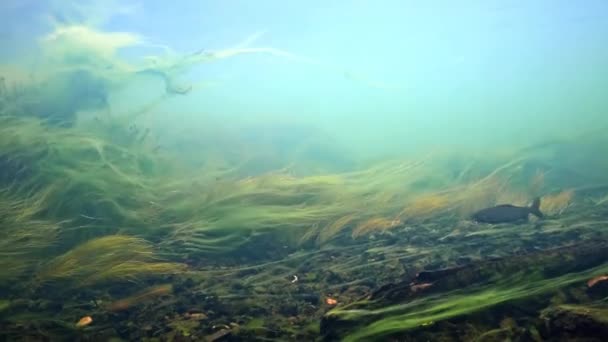 Arctic Grayling berenang melawan arus di Sungai Chena, Alaska — Stok Video