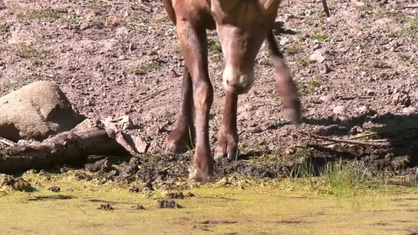 Zavřít po bighorn ram pití — Stock video