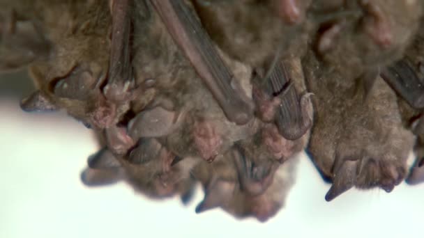 Primer plano de una colonia de murciélagos dormidos — Vídeos de Stock