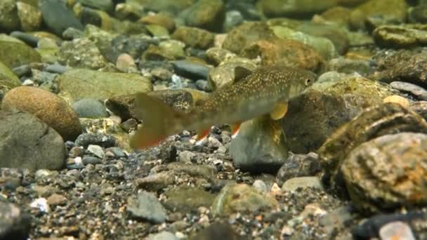 Close up de uma Dolly Varden nadando em Campbell Creek, Alasca — Vídeo de Stock