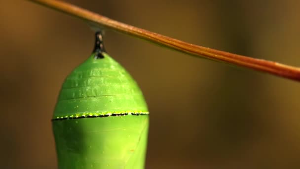 Gros plan d'un papillon monarque chrysalide — Video