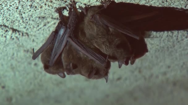 Fechar de uma nuvem de morcegos adormecidos — Vídeo de Stock