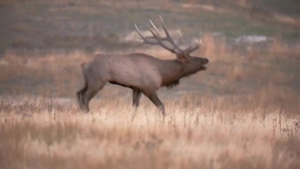 Gros plan d'un wapiti marchant dans les prairies, soufflant 