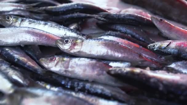 Крупный план соленой рыбы в рыбной ларьке в Эс-Сувейра, Марокко — стоковое видео