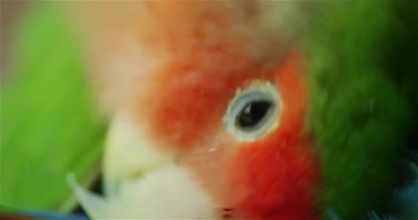 Nahaufnahme eines pfirsichgesichtigen Liebesvogels beim Putzen — Stockvideo