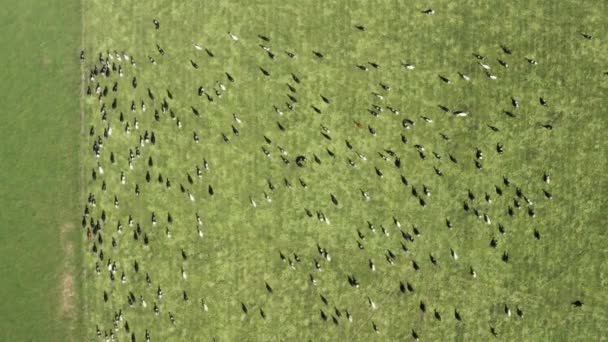 Vacas galopando por un campo en Sudáfrica — Vídeos de Stock