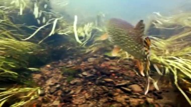 Kuzey turna balığı kameradan uzaklaşıyor.