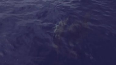 Azores 'de bir teknenin önünde yüzen yunusların yavaş çekim videosu.