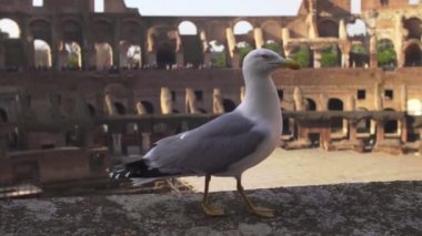 Kolezyum duvarı boyunca yürüyen bir martıyı izliyorum, Roma.