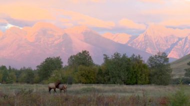 Bir dağ sırasının eteklerinde otlayan iki geyik.