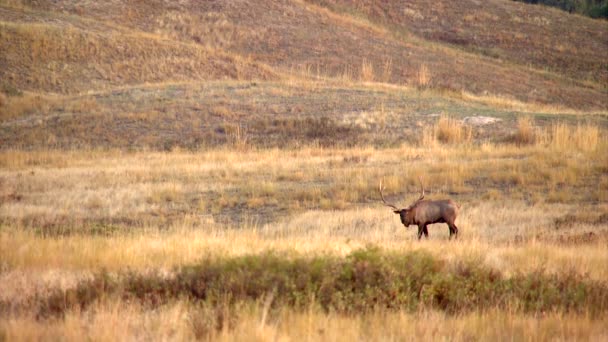 Elk pastando y dando una llamada de apareamiento en pastizales norteamericanos — Vídeo de stock