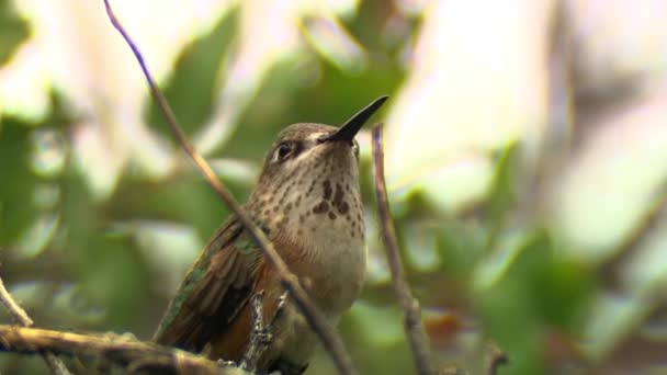 Female rufous hummingbird on a branch close up — Stockvideo