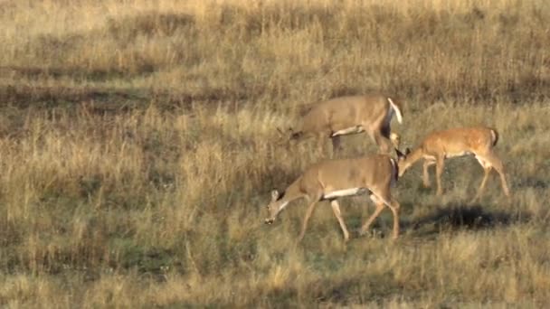 Cerf de Virginie femelle et fauve d'Amérique du Nord 