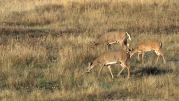 Vrouwelijke witstaartherten en -faun in Noord-Amerika — Stockvideo