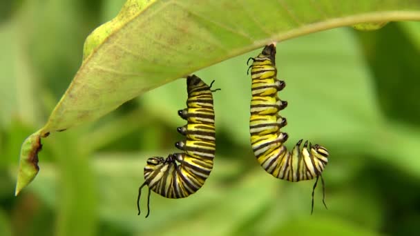 Quindicesimo instar bruchi j-hanging — Video Stock