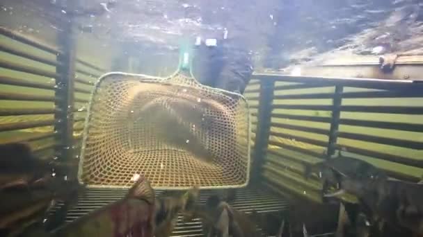 Fisheries technician catches chum salmon in net and then releases it back into the weir — Stockvideo