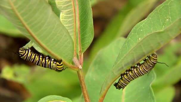 Fifth instar caterpillar eating leaves — Stockvideo