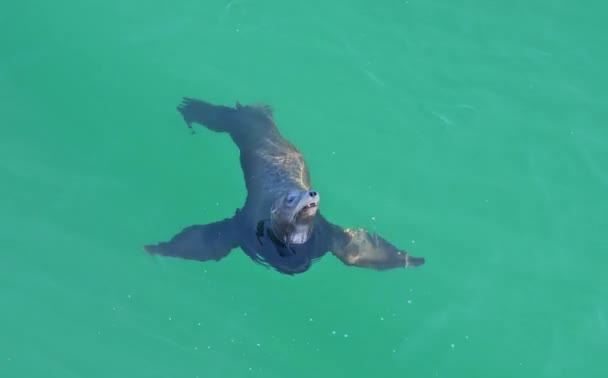 Grey seal looking up from the water in LA, California — Stockvideo