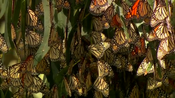 Colgando mariposas monarca en un eucalipto árboles — Vídeo de stock