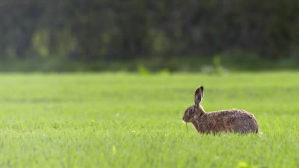 Lepre al pascolo nel campo di erba — Video Stock