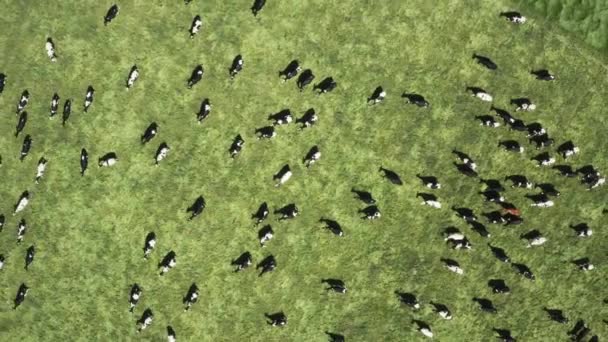 Von Kühen auf einem Feld in südafrikanischem Ackerland nach oben fliegen — Stockvideo