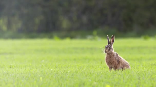 Liebre en el campo inglés — Vídeos de Stock