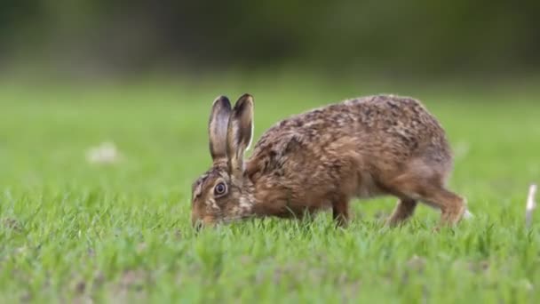 Заяц пасущийся на лугу — стоковое видео
