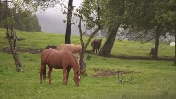 Cavalli al pascolo in un campo in KwaZulu-Natal Midlands, Sud Africa — Video Stock