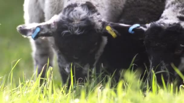 Corderos pastando de cerca — Vídeo de stock