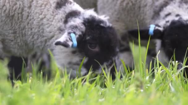 Lambs Grazing Close Up — Stock Video