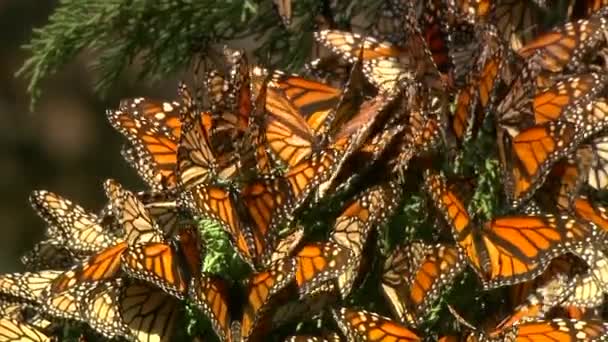 Muitas borboletas monarca em um cipreste — Vídeo de Stock