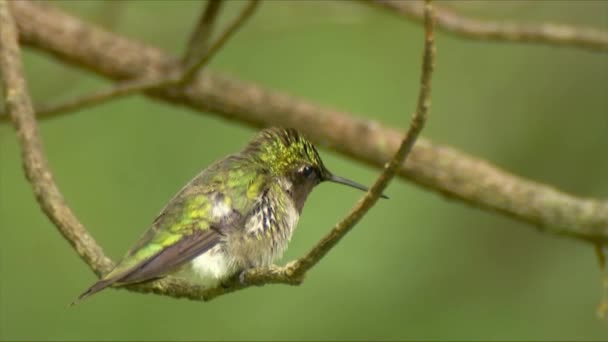 Male calliope hummingbird on a branch close up — Stock Video