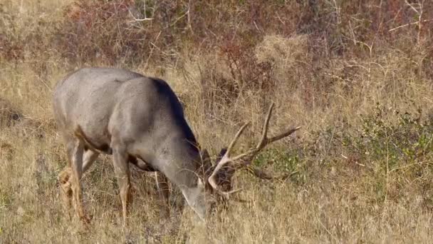 Male mule deer grazing in North American shrubland — Stockvideo