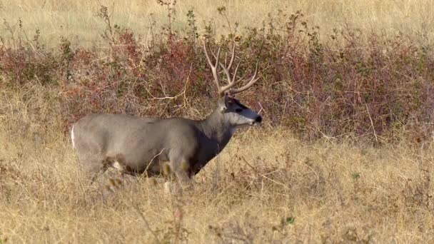 Male mule deer grazing in North American shrubland — Stock Video