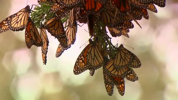 Farfalle monarca penzoloni fuori ramo d'albero — Video Stock