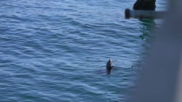 Seehund schwimmt im Wasser und blickt auf einen Fischersteg in La — Stockvideo