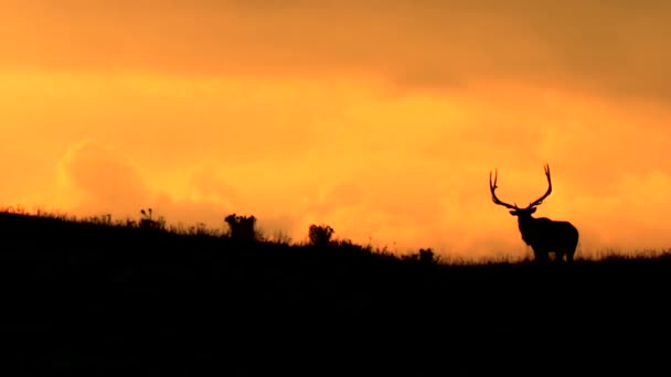 Silhouette d'un Buck contre un ciel de couleur orange — Video