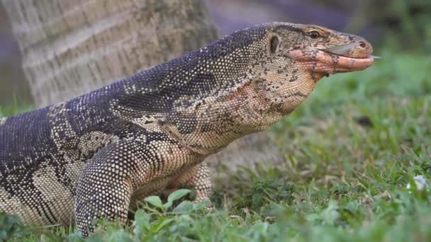 Clip de cámara lenta de un dragón komodo comiendo un pez en Lumpini Park, Bangkok — Vídeo de stock