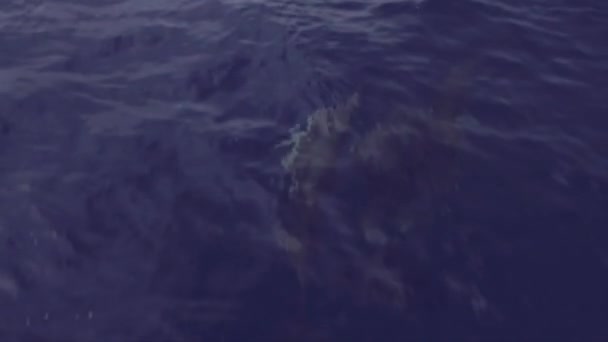 Clip de cámara lenta de delfines nadando frente a un barco en las Azores — Vídeos de Stock