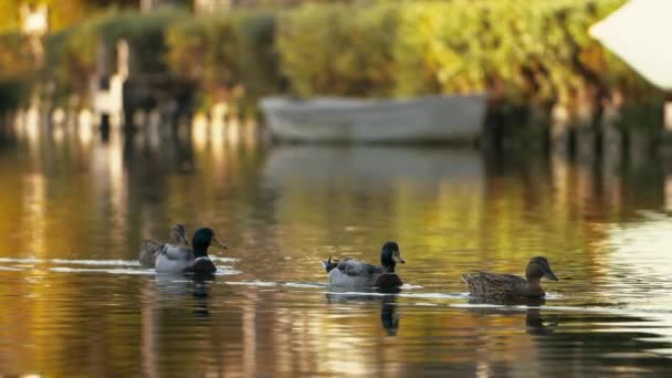 Spowolniony ruch grupy kaczek krzyżówek pływających po kanale w La, Kalifornia — Wideo stockowe