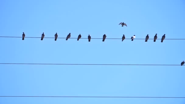 Movimento lento atirou em um pombo juntando uma fileira de pássaros sentados em um fio elétrico — Vídeo de Stock