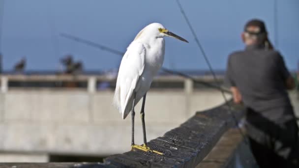 Slow motion shot of a snowy egret heron on Venice Beach Fishing Pier, LA — Stock Video