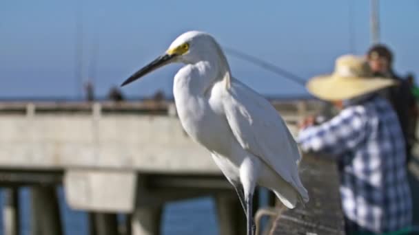 Slow motion shot of a snowy egret heron walking along Venice Beach Fishing Pier, LA — Stock Video